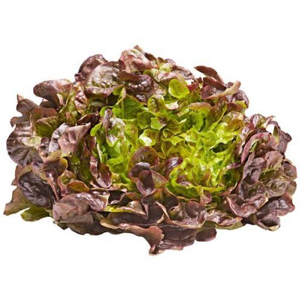 Oakleaf Red Lettuce - Netherlands - 150 to 200g