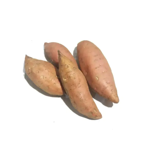 Sweet Potato - South Africa